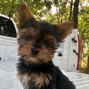 Meet your Posher, Viviana